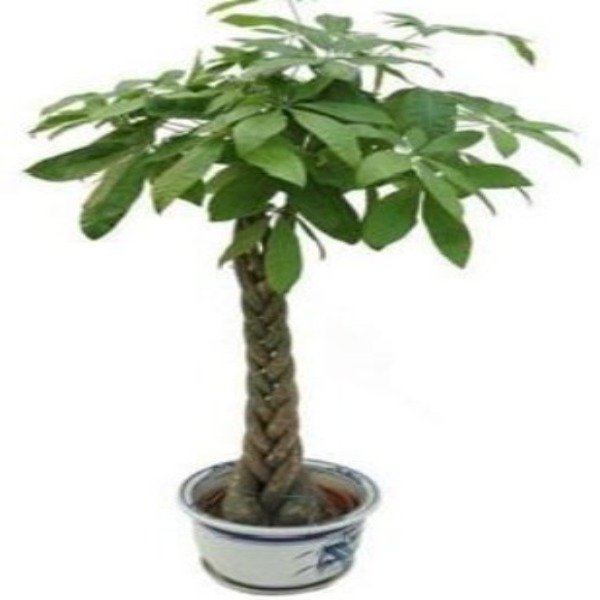 發(fā)財(cái)樹(shù)